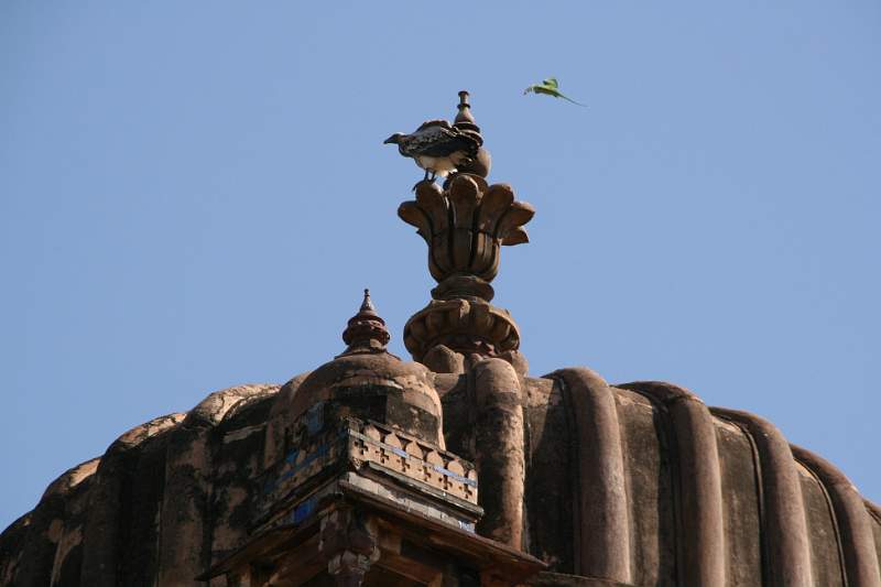 India & Nepal 2011 - 1003